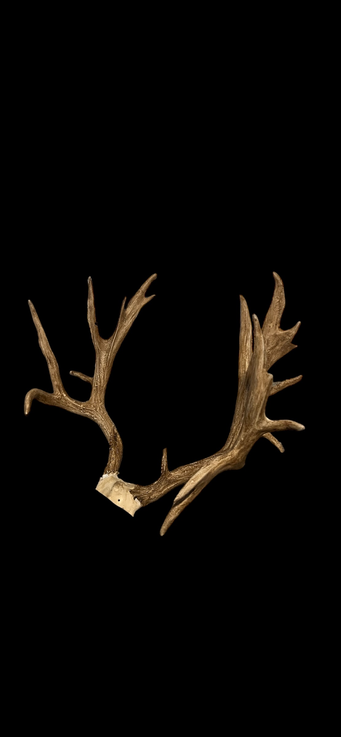 Natural antler set on dark background